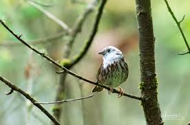 Image result for Melospiza melodia