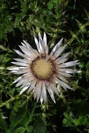 Attēlu rezultāti vaicājumam “Carlina biebersteinii flower”