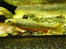 Image result for Salvelinus malma