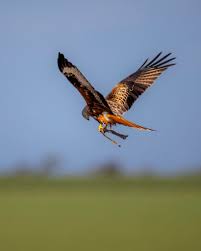 Image result for Milvus milvus