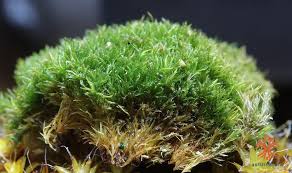 Attēlu rezultāti vaicājumam “Eucladium verticillatum”