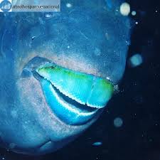 Image result for Scarus trispinosus