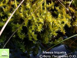 Attēlu rezultāti vaicājumam “Meesia triquetra”