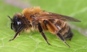 Attēlu rezultāti vaicājumam “Andrena”