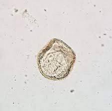 Image result for cestoda excrement dog