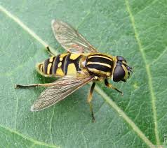 Attēlu rezultāti vaicājumam “Helophilus pendulus”