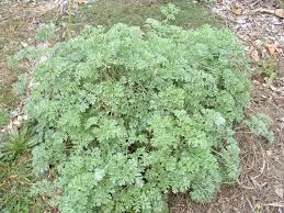 Attēlu rezultāti vaicājumam “Artemisia absinthium”