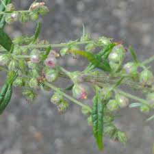 Attēlu rezultāti vaicājumam “Artemisia vulgaris bud”