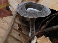 Attēlu rezultāti vaicājumam “Neocudoniella albiceps”