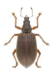 Attēlu rezultāti vaicājumam “Polydrusus mollis”