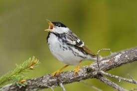 Image result for Dendroica striata