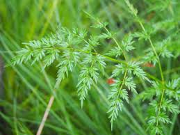 Attēlu rezultāti vaicājumam “Peucedanum palustre leaf”