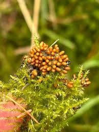 Attēlu rezultāti vaicājumam “Comatricha fragilis macro”