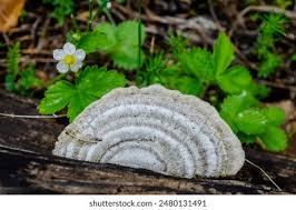 Attēlu rezultāti vaicājumam “Lenzites betulina”