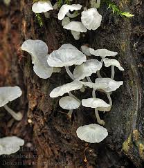 Attēlu rezultāti vaicājumam “Delicatula integrella”