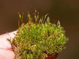 Attēlu rezultāti vaicājumam “Didymodon tophaceus sporophyte”