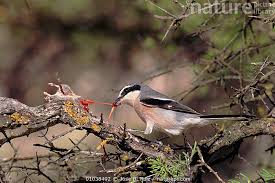 Attēlu rezultāti vaicājumam “Lanius excubitor”