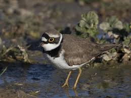 Attēlu rezultāti vaicājumam “Charadrius dubius adult”