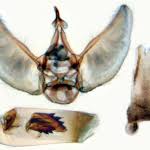 Attēlu rezultāti vaicājumam “Eupithecia subumbrata”