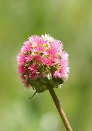 Image result for Sanguisorba minor