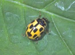 Attēlu rezultāti vaicājumam “Lebia chlorocephala”