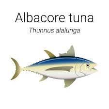 Image result for Katsuwonus pelamis