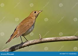 Image result for Catharus fuscescens