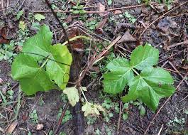 Attēlu rezultāti vaicājumam “Heracleum sosnowskyi leaf”