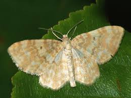 Attēlu rezultāti vaicājumam “Hydrelia flammeolaria”