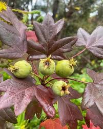 Attēlu rezultāti vaicājumam “Libanotis montana leaf”