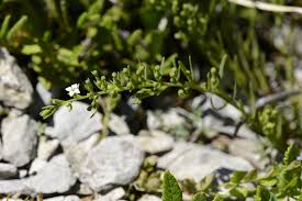 Attēlu rezultāti vaicājumam “Thesium alpinum”