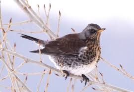 Attēlu rezultāti vaicājumam “Turdus pilaris”