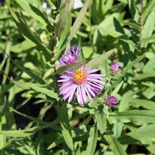 Image result for Aster novae-angliae