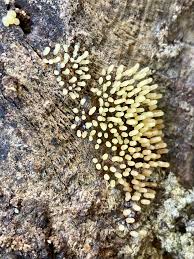 Attēlu rezultāti vaicājumam “Comatricha alta stalked”