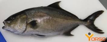 Image result for Seriola rivoliana