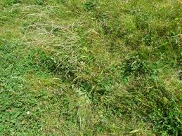 Attēlu rezultāti vaicājumam “Festuca arenaria”