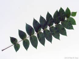 Attēlu rezultāti vaicājumam “Juglans x sinensis leaf”
