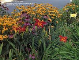 Attēlu rezultāti vaicājumam “Rudbeckia hirta var. pulcherrima flower”