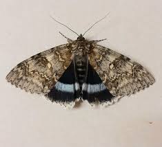 Attēlu rezultāti vaicājumam “Catocala fraxini”