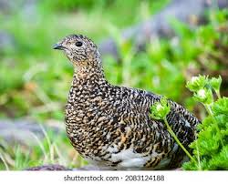 Attēlu rezultāti vaicājumam “Lagopus lagopus female”