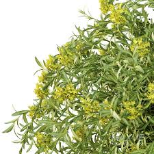 Attēlu rezultāti vaicājumam “Euphorbia palustris”