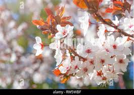 Attēlu rezultāti vaicājumam “Prunus cerasifera var. divaricata flower”
