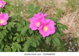 Attēlu rezultāti vaicājumam “Rosa majalis”