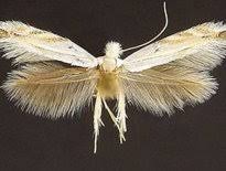 Attēlu rezultāti vaicājumam “Bucculatricidae”