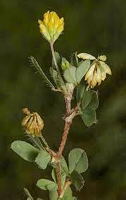 Attēlu rezultāti vaicājumam “Trifolium dubium fruit”