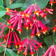 Attēlu rezultāti vaicājumam “Lonicera caerulea var. pallasii flower”
