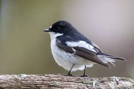 Attēlu rezultāti vaicājumam “Ficedula hypoleuca male”