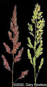 Attēlu rezultāti vaicājumam “Phalaroides arundinacea”