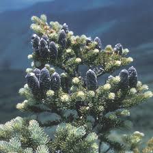 Attēlu rezultāti vaicājumam “Abies balsamea”