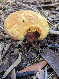 Attēlu rezultāti vaicājumam “Badhamiopsis praetermissa”